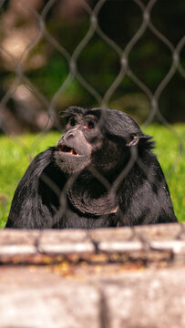 Black monkey behind a mesh fence in a zoo enclosure.