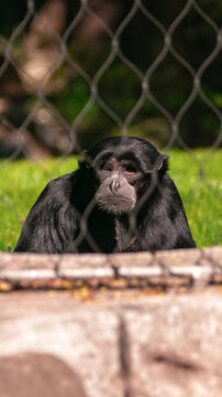 Black monkey behind a mesh fence in a zoo enclosure.