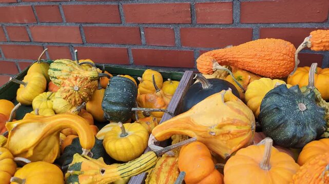 vibrant assortment of colorful pumpkins, gourds, and squash varieties displayed in a crate against a red brick wall background for autumn harvest, fall