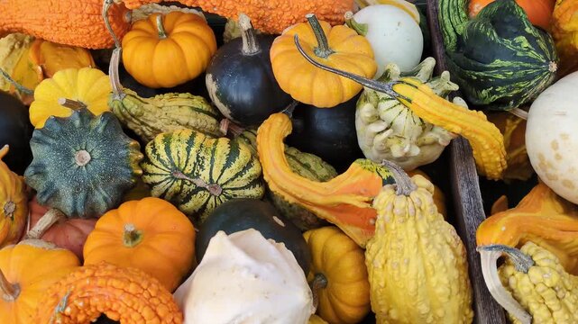 organic harvest - vibrant orange pumpkins, spiky gourds, green squash, yellow winter melons, autumn fruits, farm market