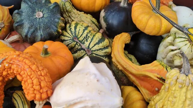 harvest season display featuring vibrant orange pumpkins, green striped gourds, and white squashes arranged on a wooden surface for autumn market photography.