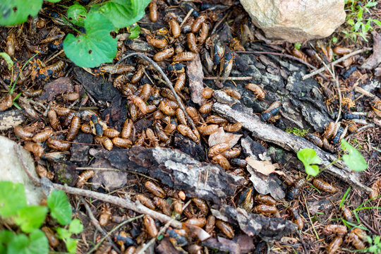 Brood X cicadas and exoskeletons covering the ground
