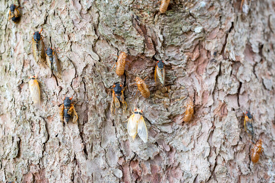 Brood X cicadas in various stages of molt