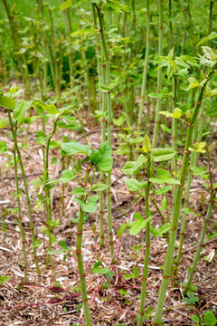 Young bamboo growing at the edge of a bamboo grove