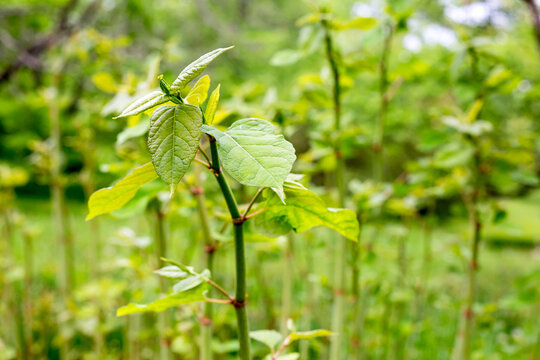 Young bamboo growing at the edge of a bamboo grove