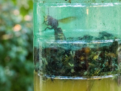Mosquitos trap in a bottle. Italian countryside