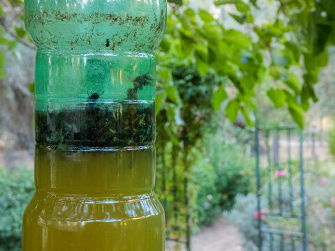 Mosquitos trap in a bottle. Italian countryside