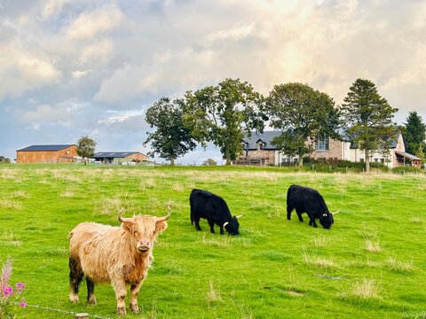 scottish highlands: highland cow beige and black in front of farm house in scotland close to iverness 