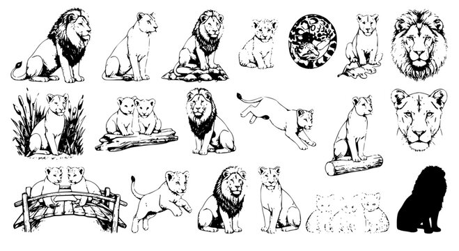 Vector set of lion illustrations line art sketch collection featuring wild lions lionesses cubs sitting jumping and portraits isolated on white background concept.