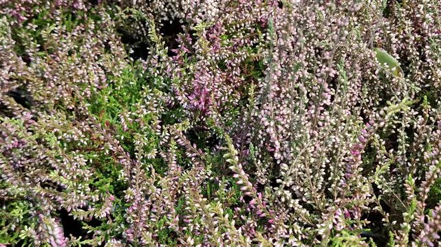 Blooming heather plants with purple and white flowers outdoors. Pink calluna vulgaris heather flowers blooming on green bushes, beautiful ornamental plants and autumn garden decoration concept.