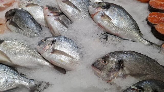 Fresh chilled gilt-head sea bream fish on crushed ice background, whole raw dorada display, seafood retail and healthy organic cooking ingredients concept.