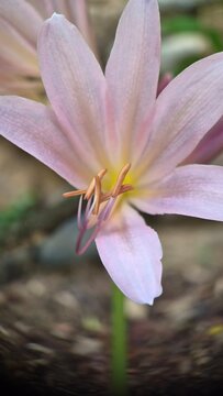 Macro shot of pink lycoris squamigera flower in full bloom showing stamen details