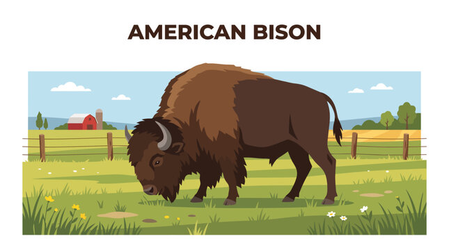 Very beautiful realistic vector illustration of a healthy American bison grazing naturally across a spacious working farm pasture, Label: "AMERICAN BISON", rustic fence and green grass, flat solid col