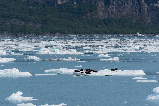 Otter family playing on iceberg in ocean in Valdez, Alaska near mountains and evergreen trees