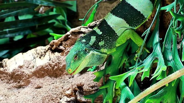 A beautiful banded Fiji iguana lizard warming under a lamp and observing surroundings from inside the terrarium