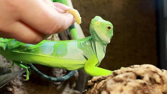Close-up shot: a bright green banded iguana takes a feeder worm from human hands and eats it with appetite
