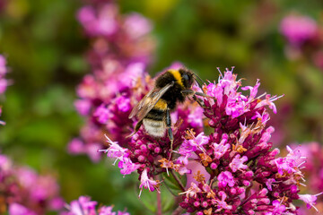 Bumblebee resting on flowering herb plant outdoors, natural pollinator supporting biodiversity and ecosystem health in sunny garden setting © whitcomberd