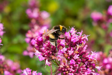 Bumblebee, Bombus terrestris, foraging on pink wild marjoram blossoms, collecting nectar from small purple flowers in summer sunshine, close-up. © whitcomberd