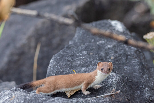 Cute brown and white weasel perched on rocks