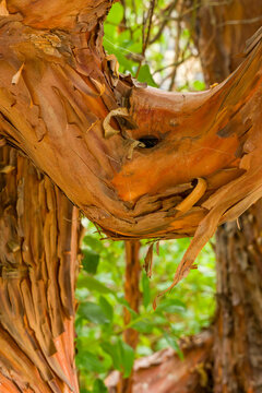 Close-up of paperbark maple tree branch, textured orange bark curling away from the trunk with soft green foliage blurred in the background