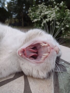 Bostezo de gato