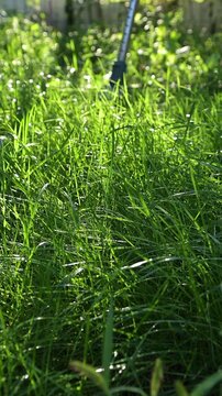 Close-up shot of a handheld electric grass trimmer cutting overgrown grass during sunny weather