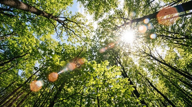 Sunlight filtering through green forest canopy