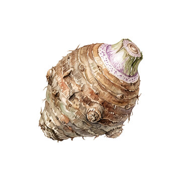 Fresh taro root isolated on white background