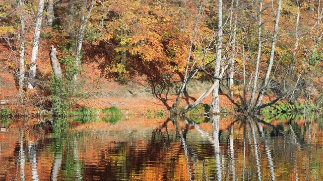A perfect mirror reflection of colorful autumn trees on the calm surface of a lake in Yedig&Atilde;&para;ller National Park. Bolu, Turkey
