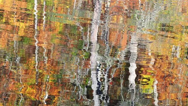 Abstract water reflection of colorful autumn forest foliage and white tree trunks on the gently rippled surface of a lake in Yedig&Atilde;&para;ller National Park. Bolu, Turkey