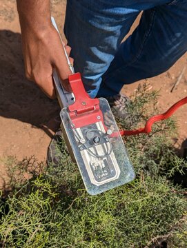photosynthesis measuring using IRGA (Infrared Gas Analyser) 1