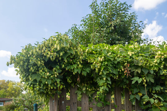 Ripe green hop cones growing over a wooden fence under a clear blue sky.