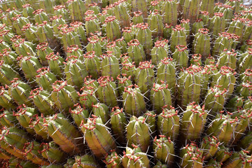cactus (euphorbia echinus) in bloom © mourad