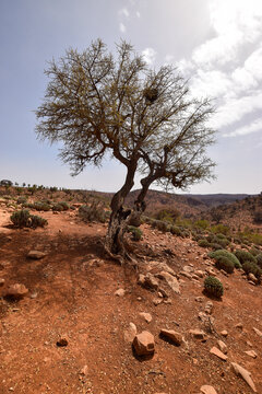 An Argan tree surrounded by euphorbia echinus cactus