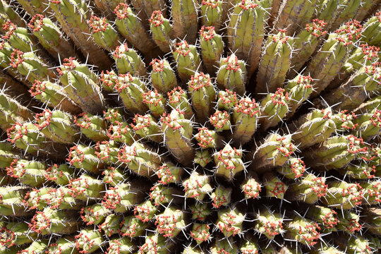 cactus (euphorbia echinus) in bloom