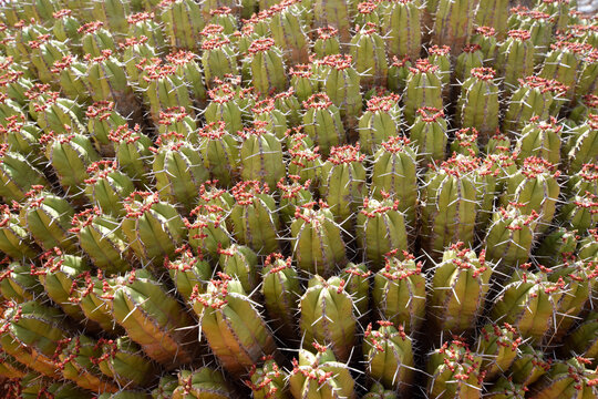 cactus (euphorbia echinus) in bloom