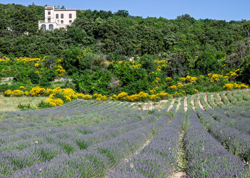 Lavendelfeld in der Provence, Frankreich