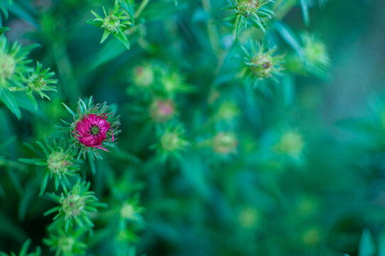 Close-up of a single vibrant magenta aster flower bud starting to open among green unblown buds with a soft bokeh background