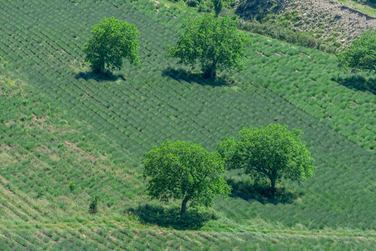 Laubb&auml;ume in einem Lavendelfeld kurz vor der Bl&uuml;te, Provence