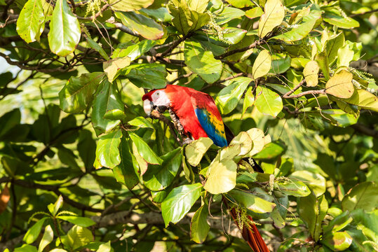 Roter farbenfroher Ara eigentlicher Papagei ein Vogel der Psittacidae auf Seemandelbaum in Costa Rica