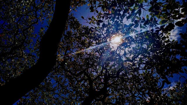 Raios de sol brilhantes atravessando a copa da &aacute;rvore com folhagens contra o c&eacute;u azul limpo.