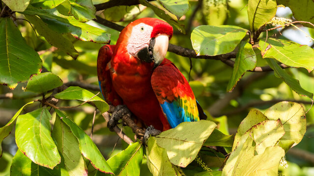 Roter farbenfroher Ara eigentlicher Papagei ein Vogel der Psittacidae auf Seemandelbaum in Costa Rica