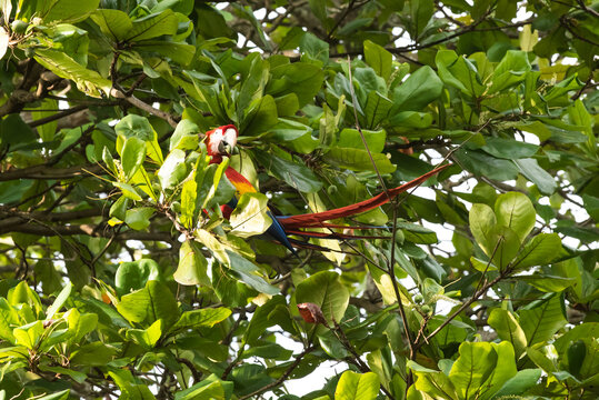 Roter farbenfroher Ara eigentlicher Papagei ein Vogel der Psittacidae auf Seemandelbaum in Costa Rica