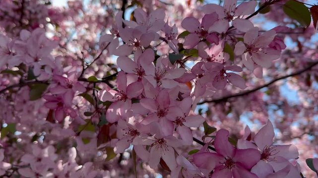 Pink Spring Blossoms on Flowering Tree in Sunlight