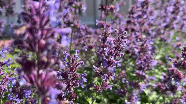 Purple Flowering Herbs in Sunny Garden Close Up