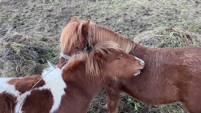 Two Brown Ponies Interacting in Rural Pasture