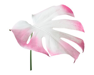Pink Monstera leaf png sticker, botanical, transparent background © Rawpixel.com