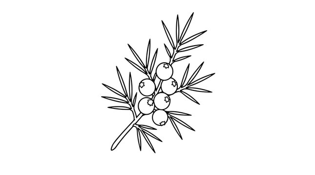 Juniper Branch with Blue Juniper Berries Hand Traced Vector Icon Illustration Botanical Nature Design for Herbal Medicine Aromatherapy Wellness and Creative Design Project Concepts
