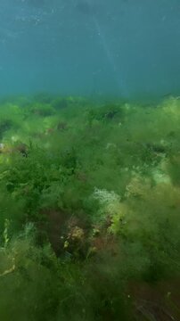 Swimming just above colorful carpet of various seaweeds: vivid green sea lettuce, fluffy filamentous green and brown blanket weeds, and vibrant red algae swaying on sea current in bright sun glare