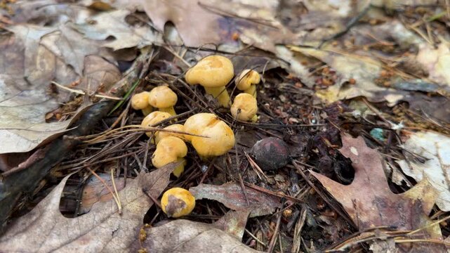 Picking mushrooms in the forest. Selective focus.